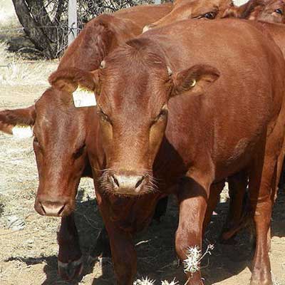 Okozonduno Cows